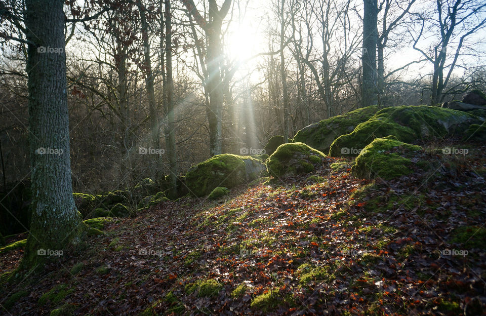 Sunshine on the stones