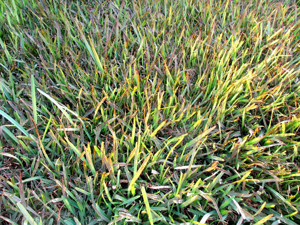 Browning lawn. lawn grass
