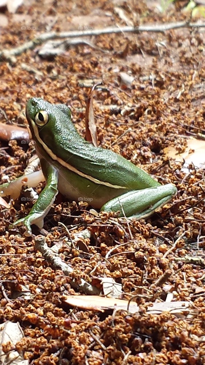 frog up close