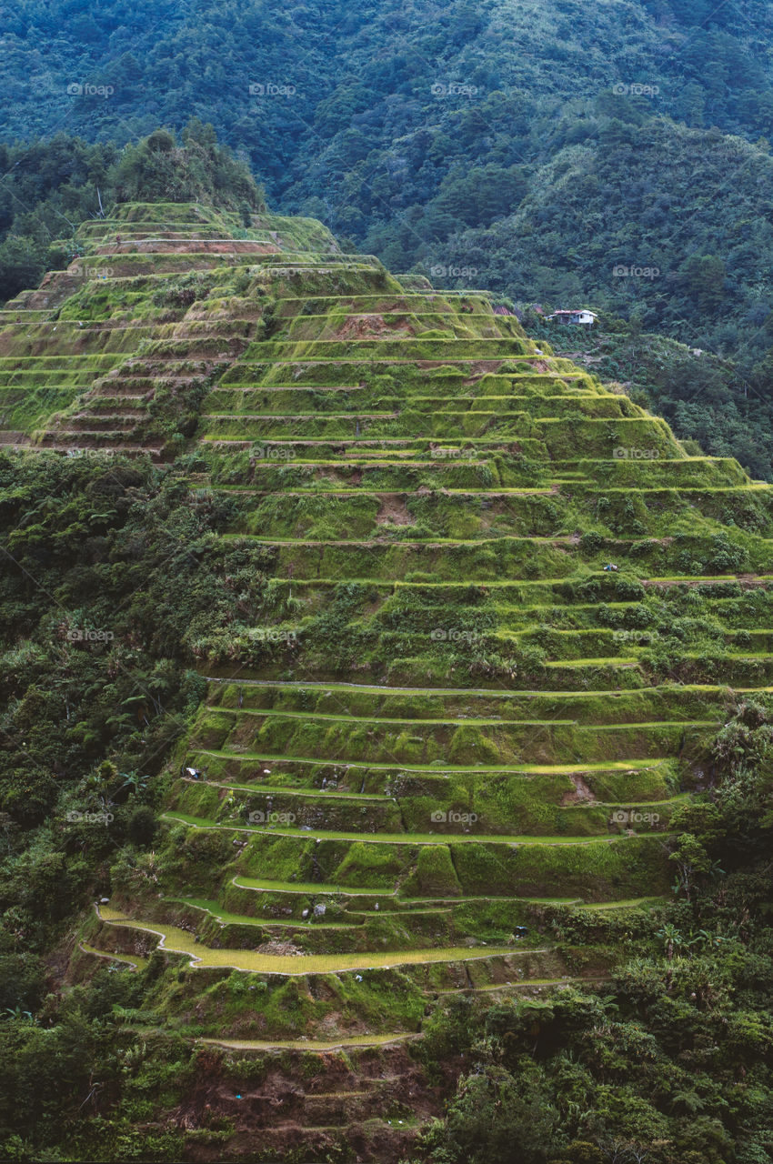 Banaue Rice Terraces, Philippines:  These man-made terraces are over 2,000 years old, and were made to plant rice crops in the rugged terrains. 