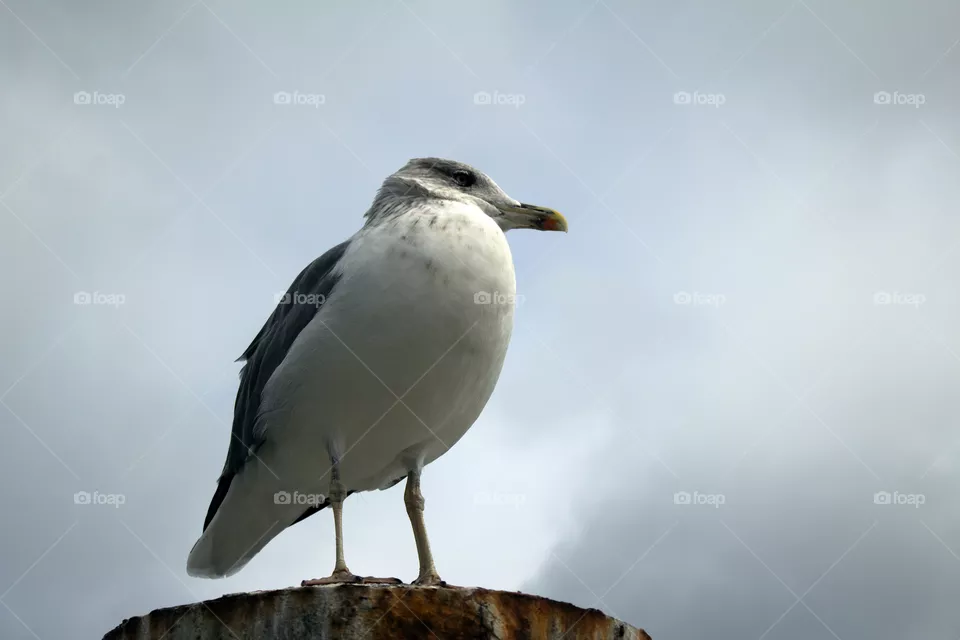 Seagull on the pier