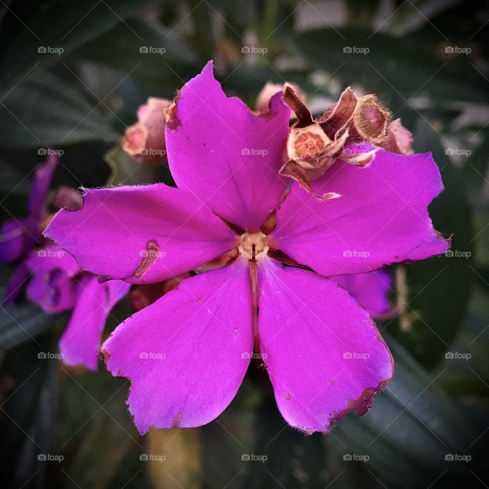 Uma linda flor da quaresmeira, mostrando que a natureza nos presenteia todos os dias com sua delicadeza!