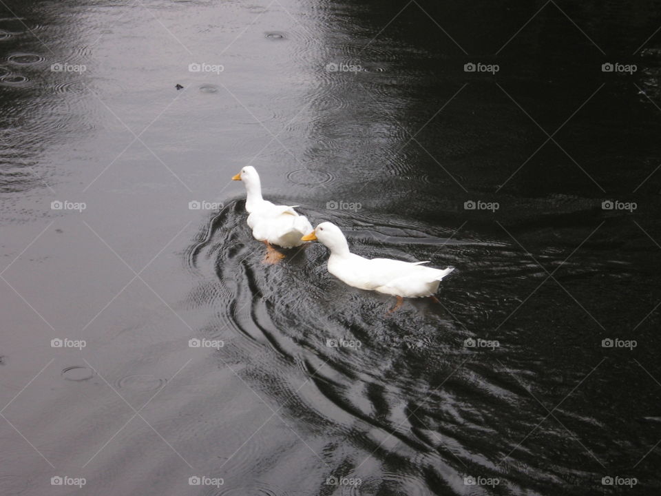 white ducks. fowl weather birds