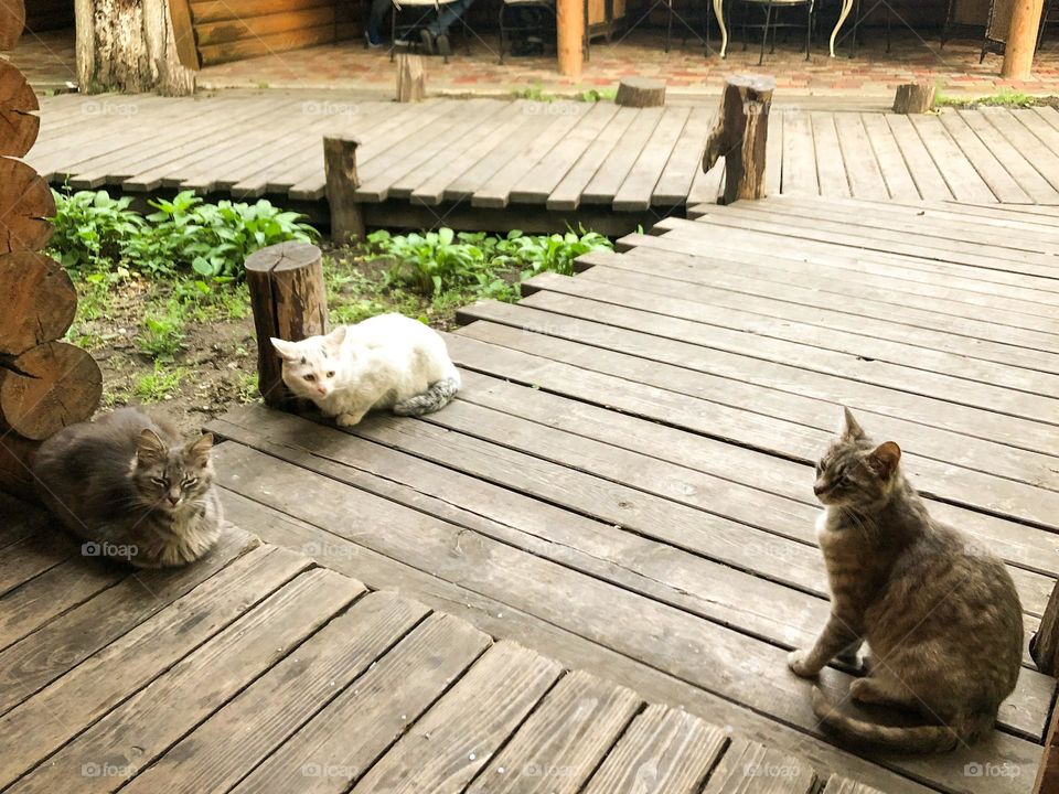 Three cats outside 