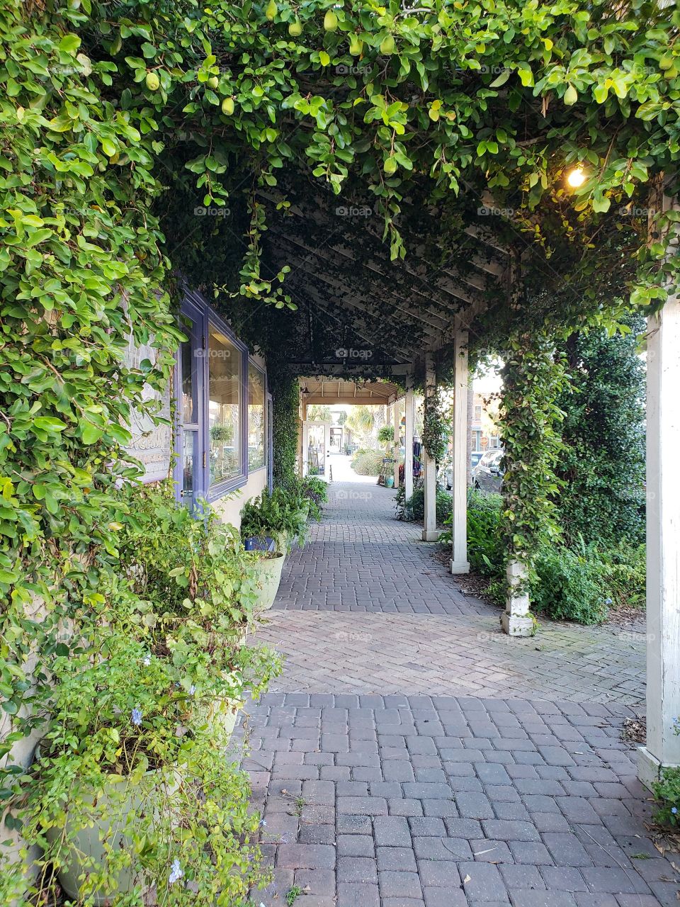 Spring vines over shop sidewalk.