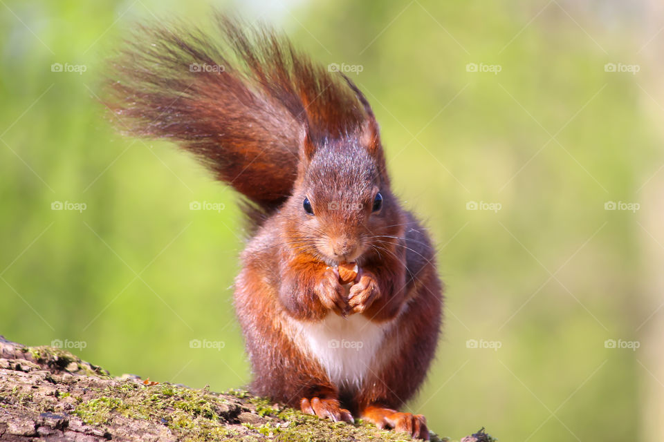 Squirrel in the wind!