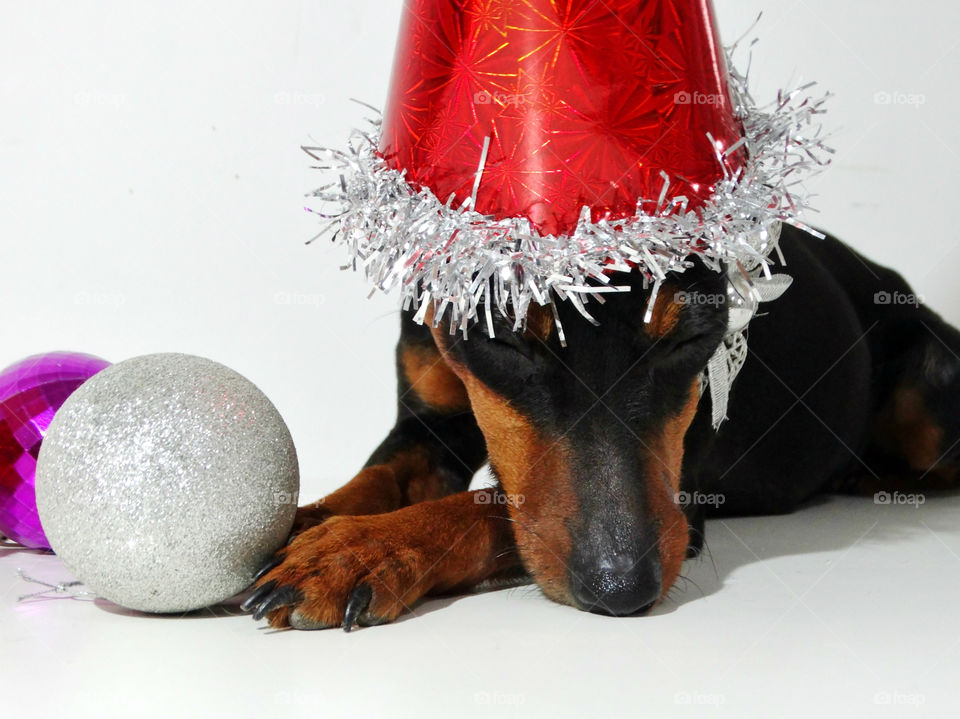 Christmas pinscher dog