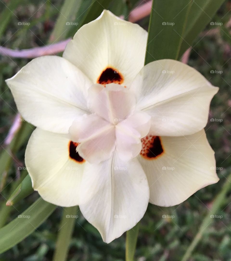 Beautiful white flower 