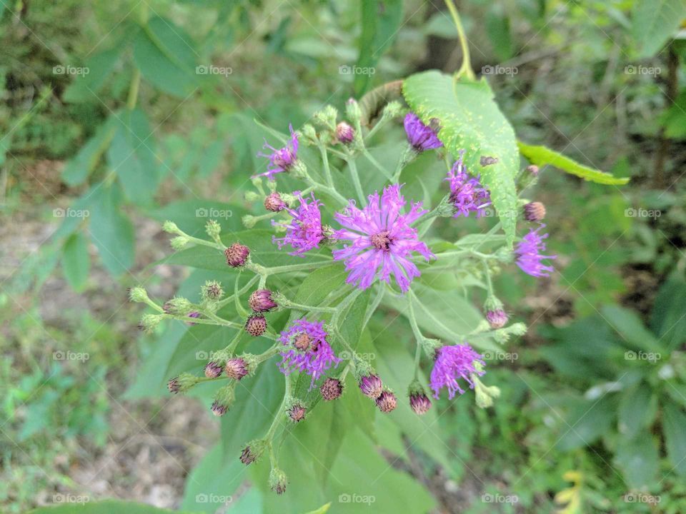 Purple Flower