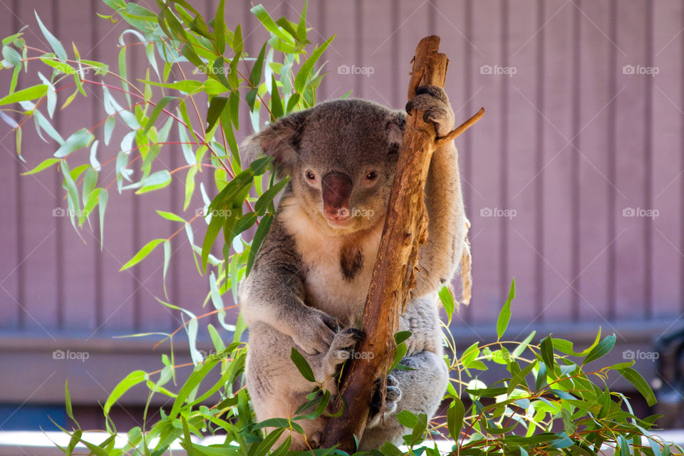 Cute koala