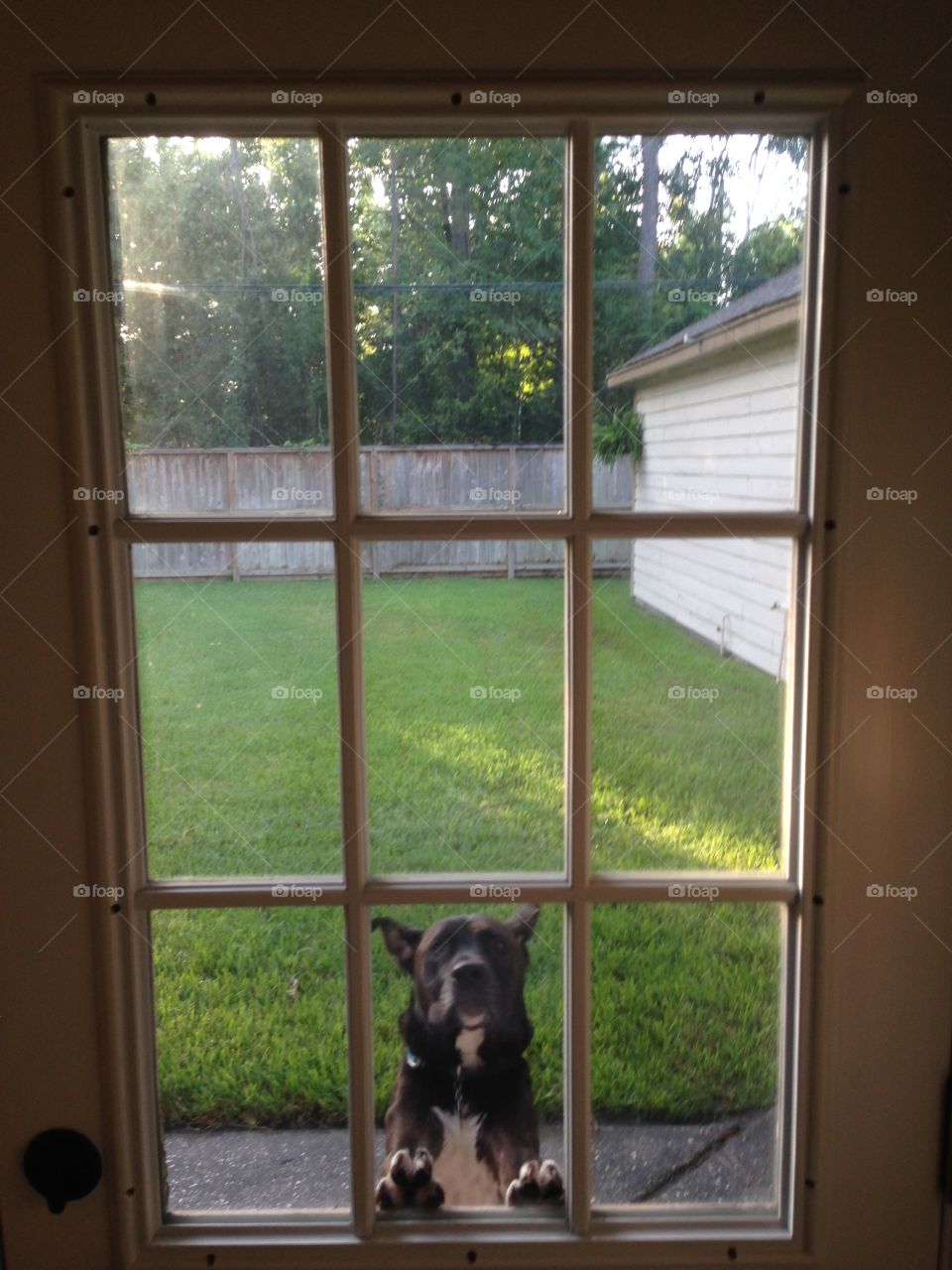 Doggie in the window