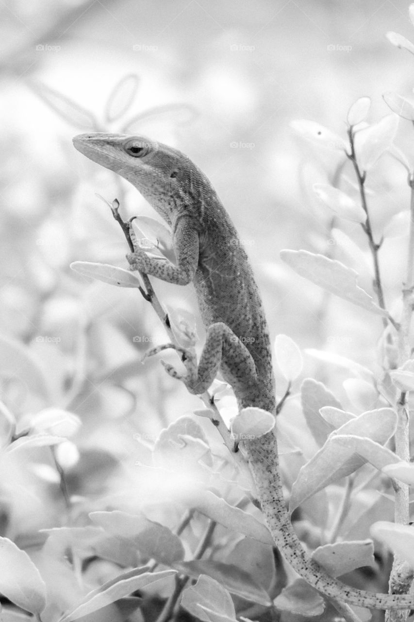 A Carolina anole clings to the twig of a bush at Yates Mill County Park in Raleigh, North Carolina. 