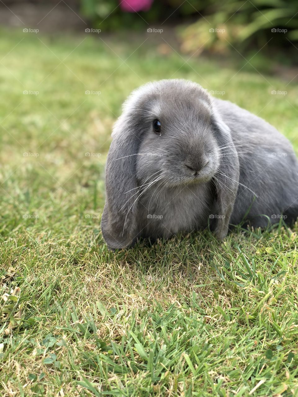 Rabbit on the grass