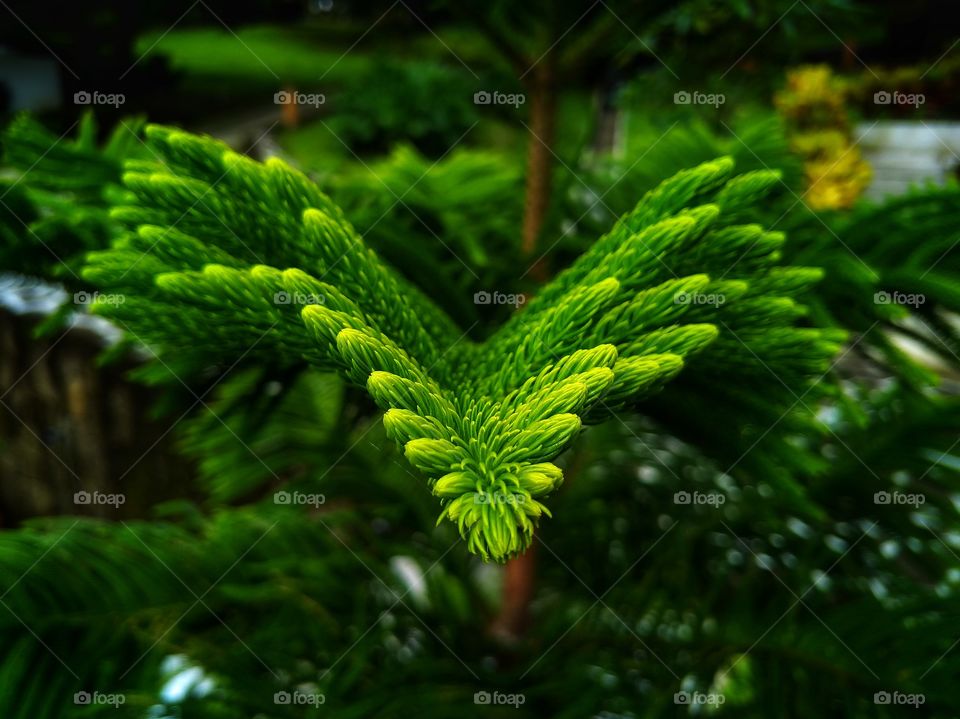 Pine Tree Leaf