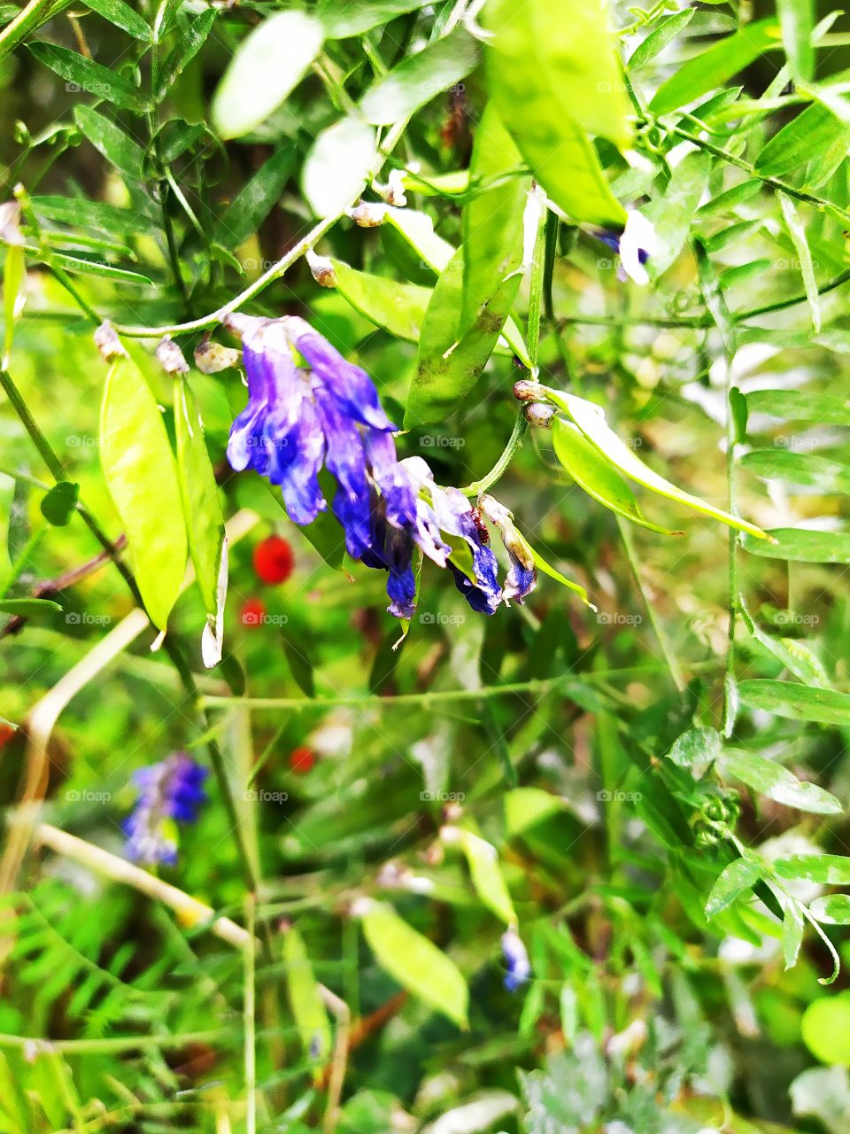 Fall... Last flowers