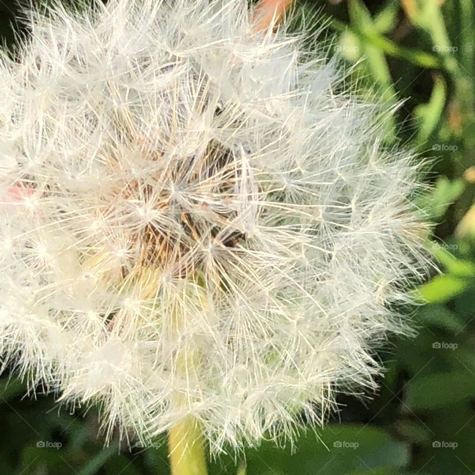 Dandelion