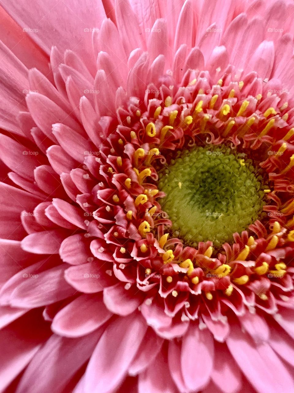 Pink flower