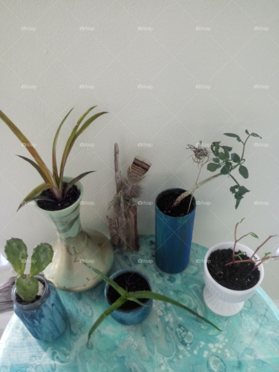 a collection of houseplants