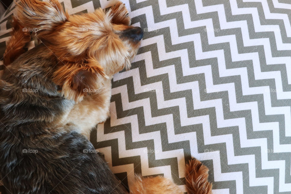 A dog sleeping on his favorite pillow