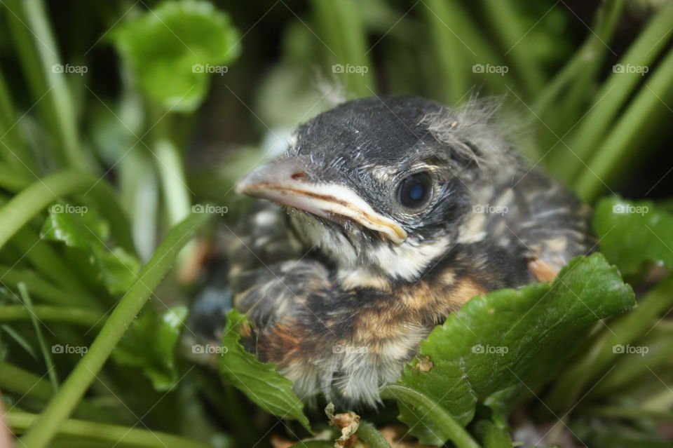 Baby Robin. Baby robin just out of mamas nest 