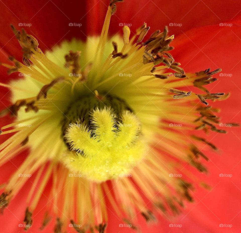 Foap Mission Focus! Stunning Unique Macro Photography Botanicals Yellow Center of Red Flower!