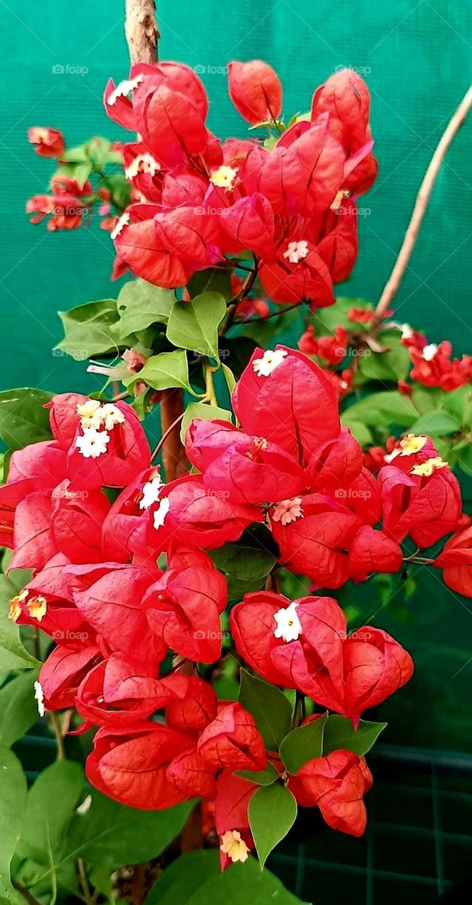 bougainvillae