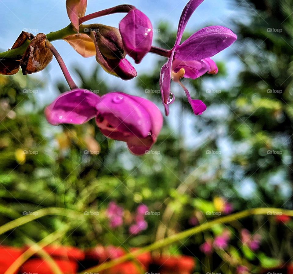 Orchids 
