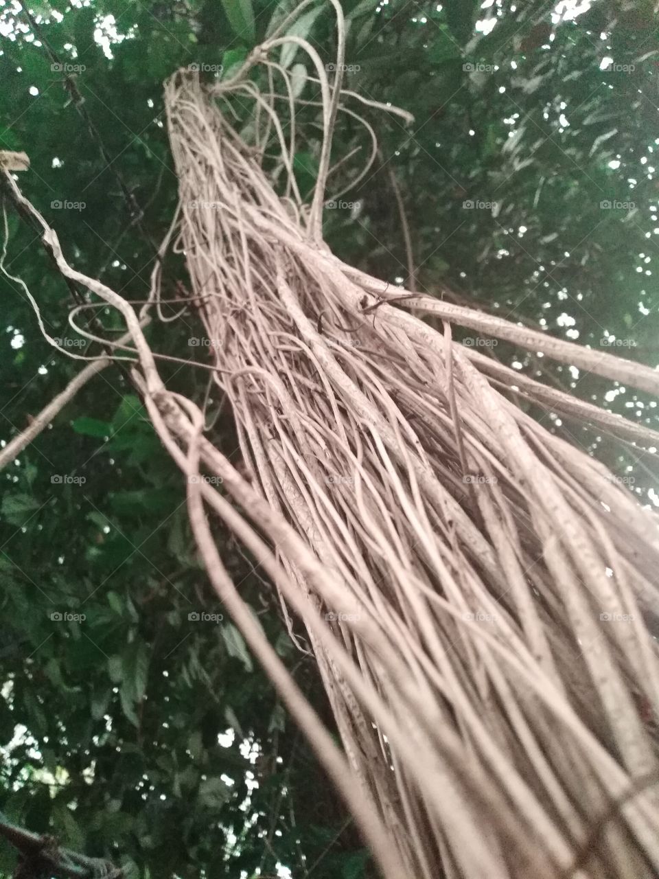 roots from top of tree