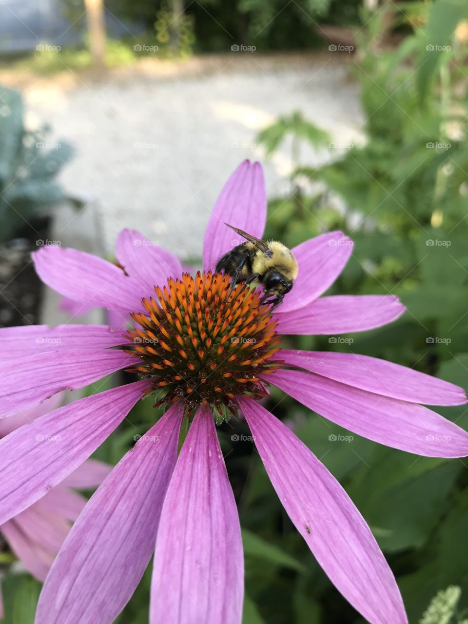 Beautiful bumble bee on this purple flower 