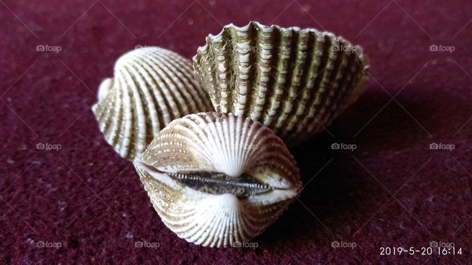 kerang laut