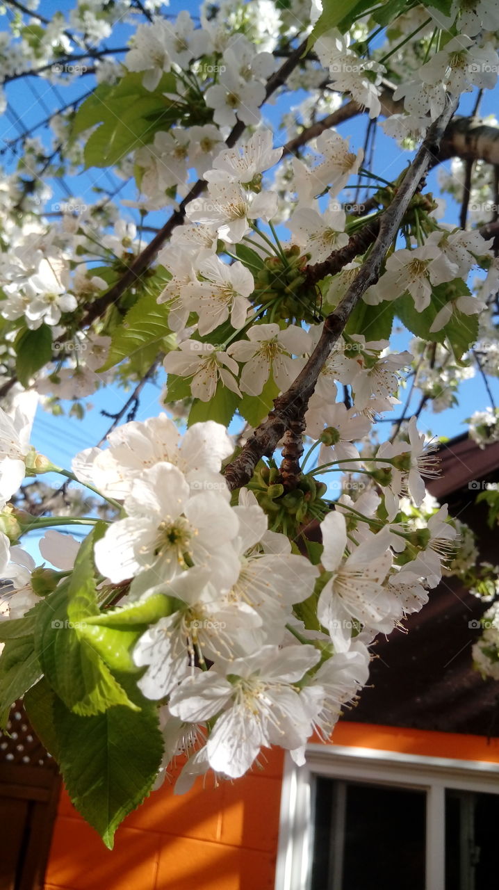 springtime in Toronto