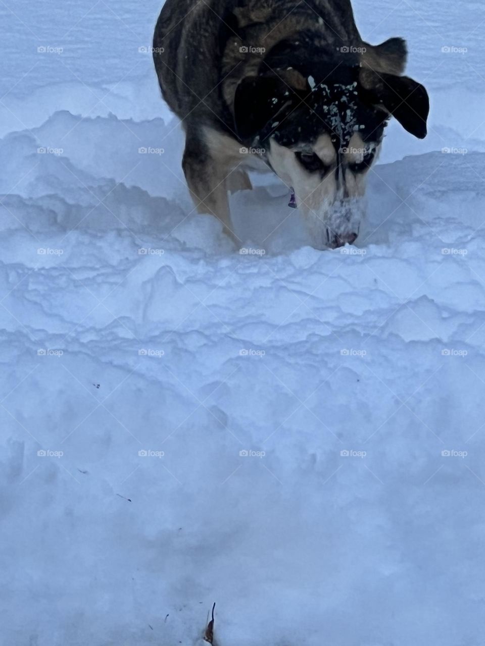 Snow fun