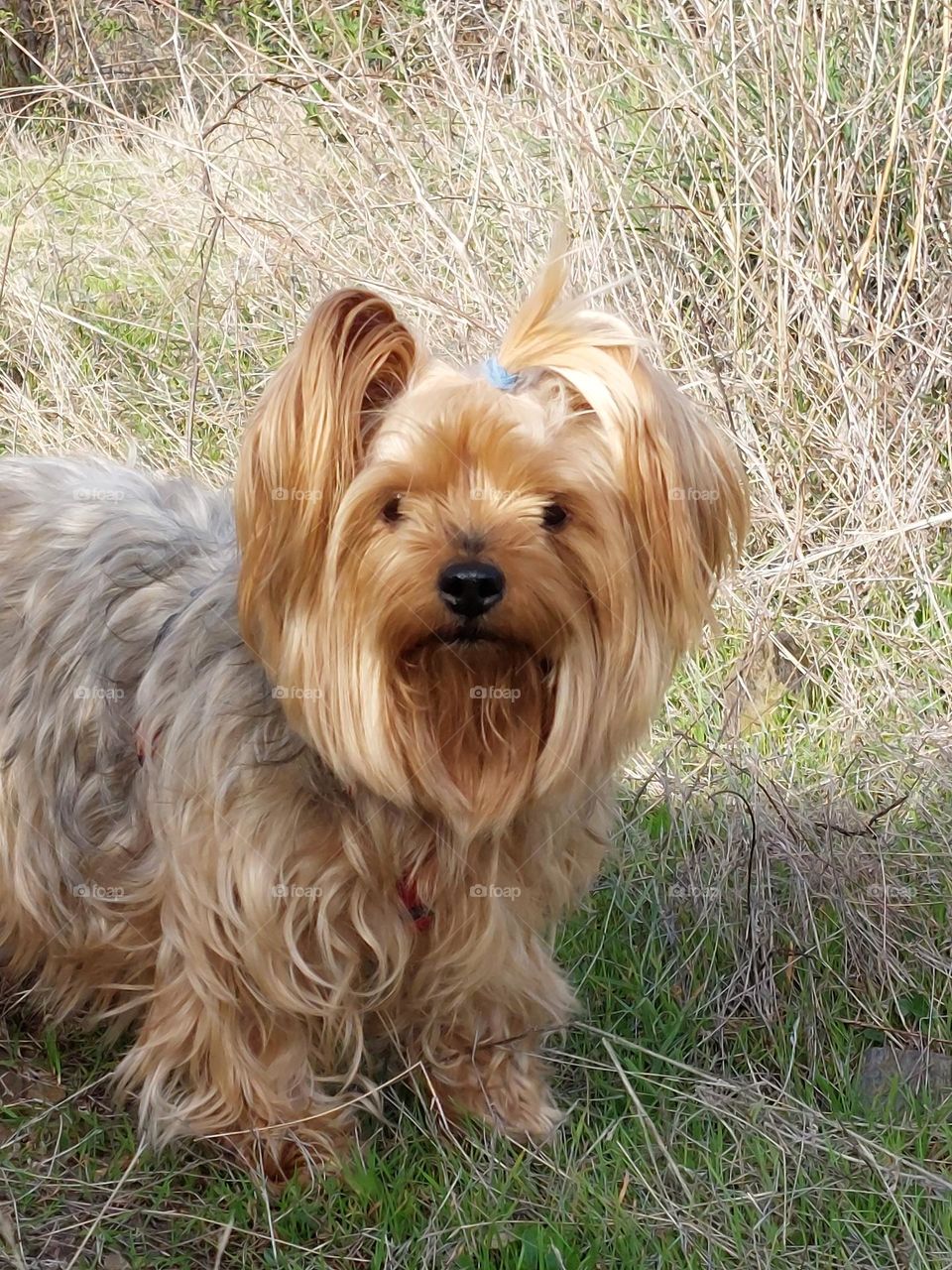 Yorkshireterrier