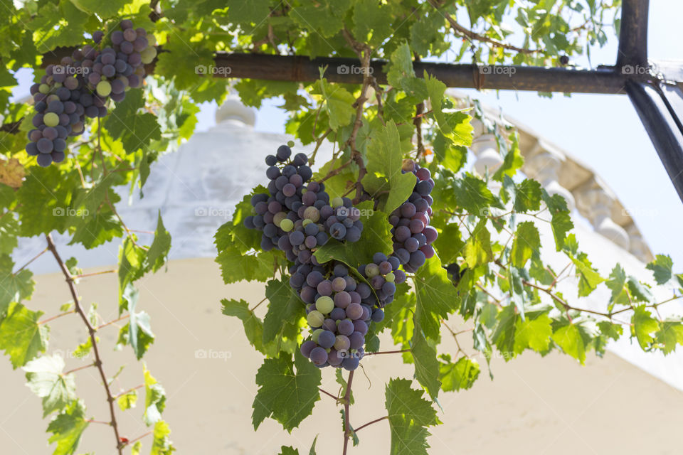 Bunch of ripe grapes on the vine