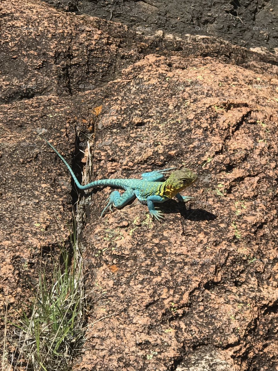 A lizard we saw on the hike