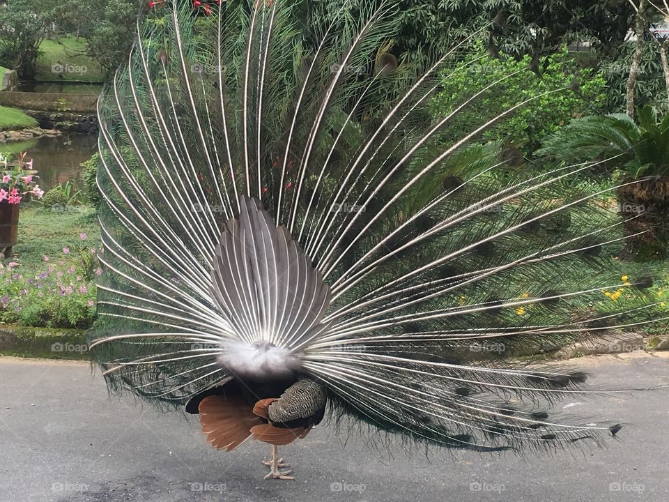 Pavão aberto 