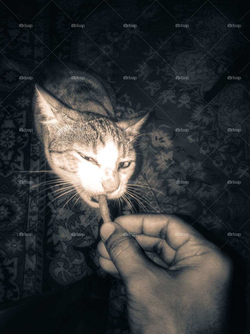 black and white picture of cute cat