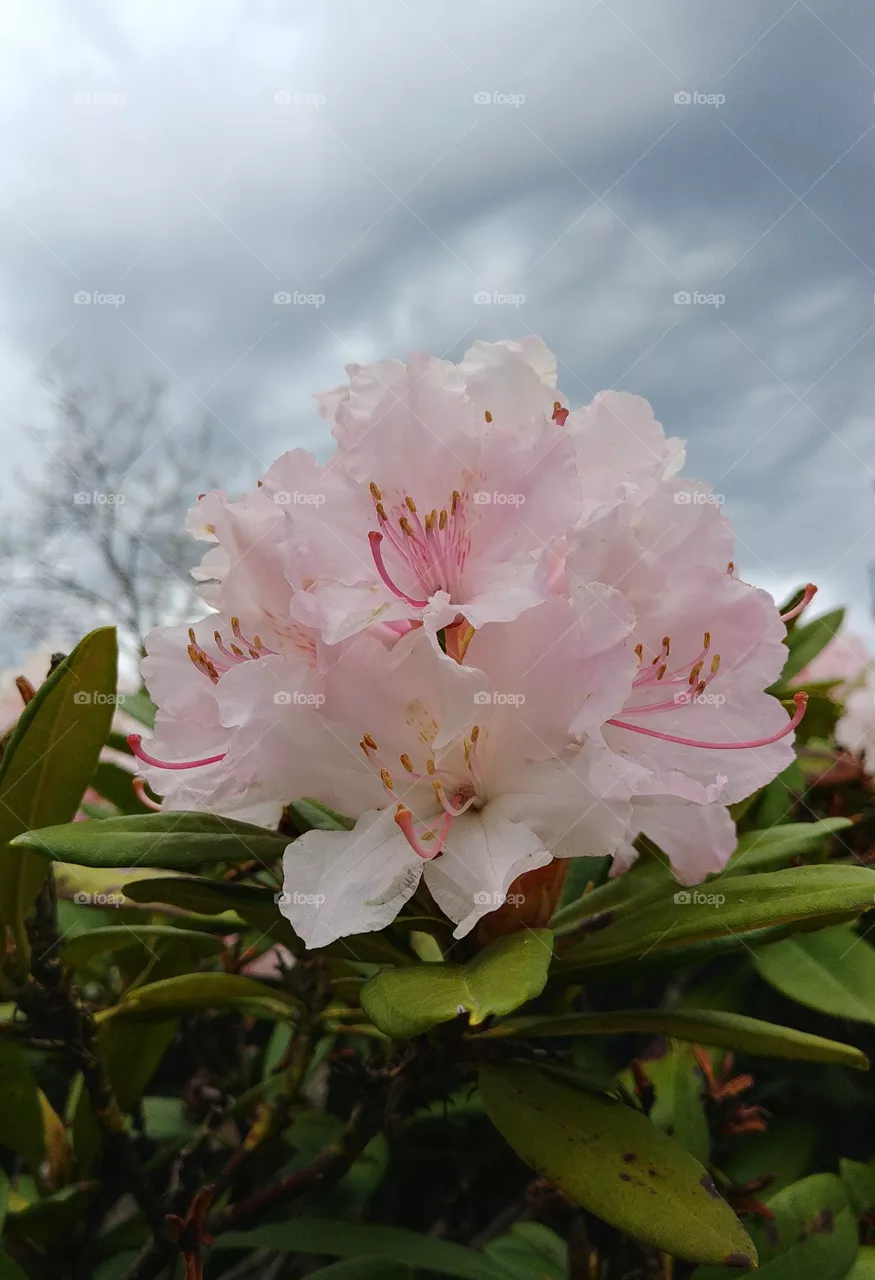 rosa blühen blume Blüte