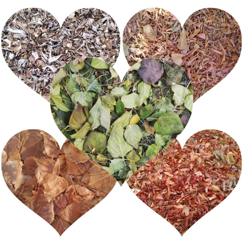 A collage of leaf photos that are heart shaped