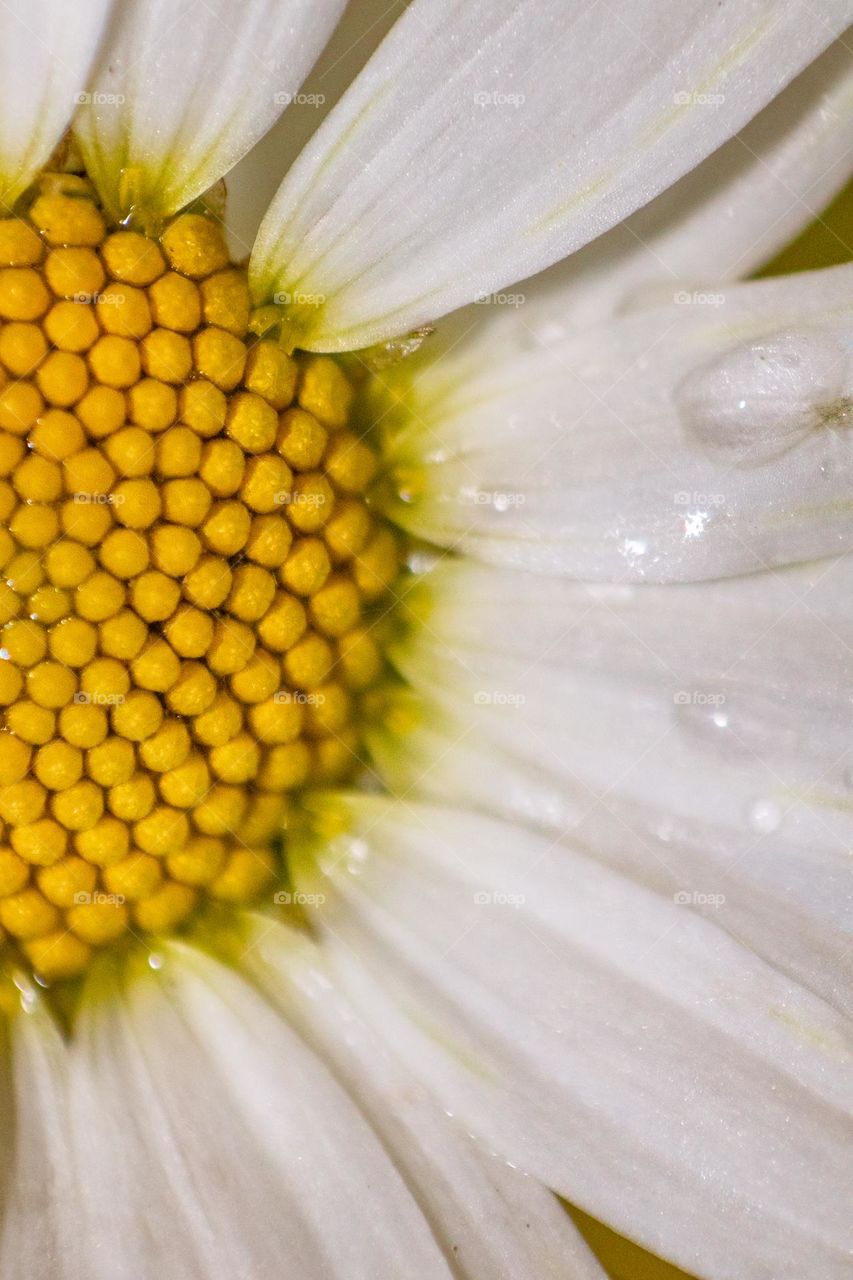 Yellow Daisy flower close up with water drops 