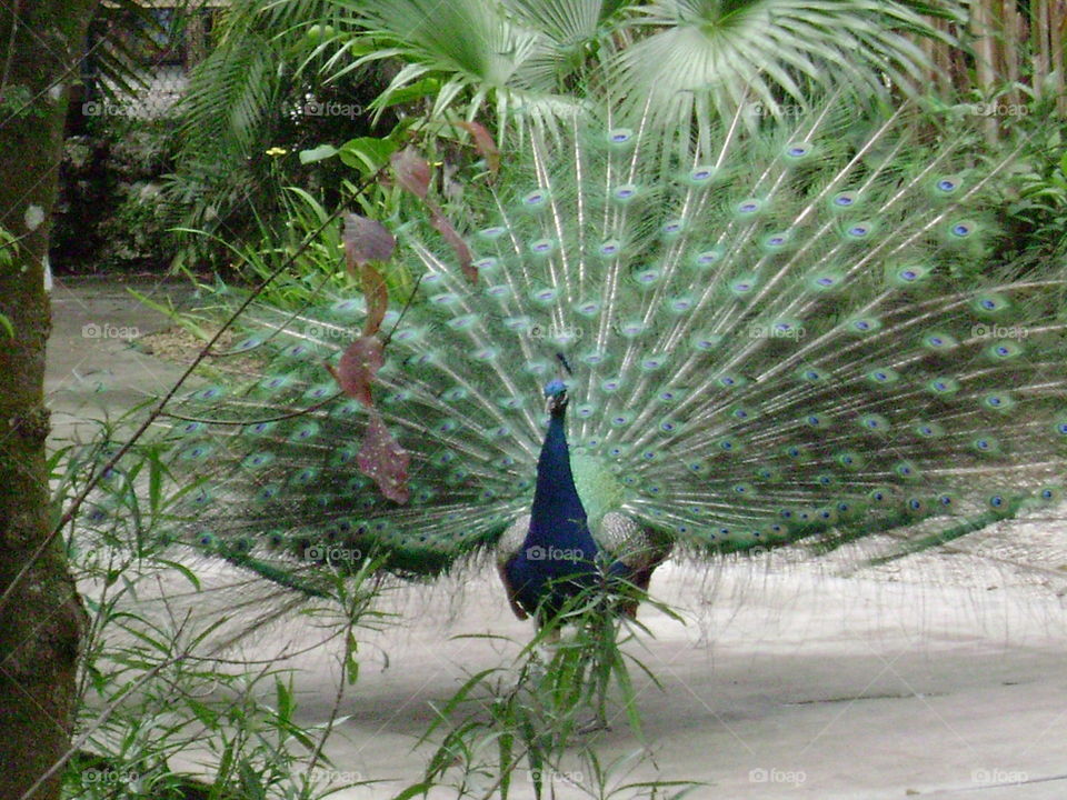 peacock. peacock