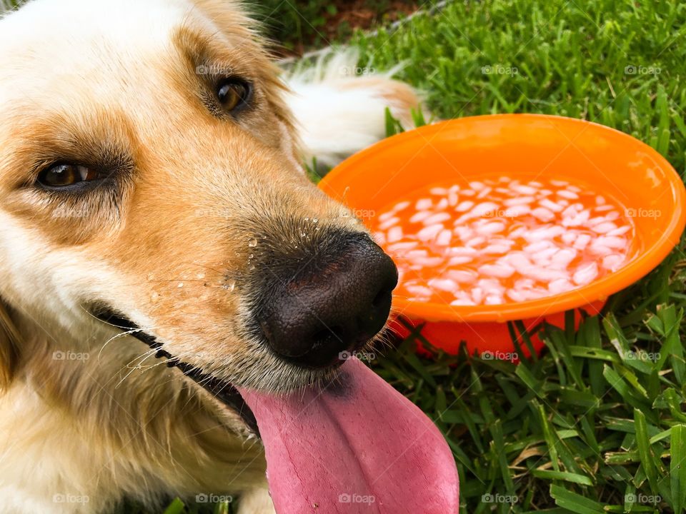 Hot summer day and a thirsty golden retriever