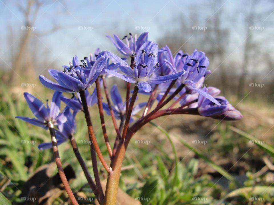 Blue spring flower