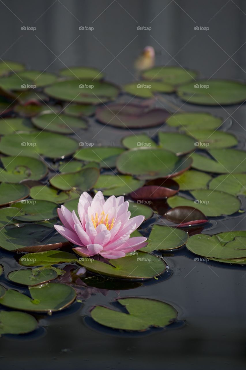 Pink Lotus