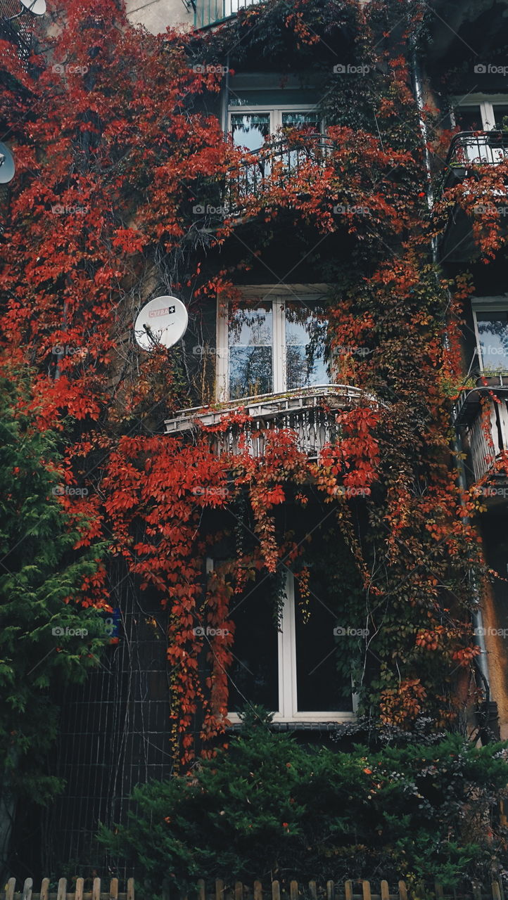 No Person, House, Tree, Architecture, Fall