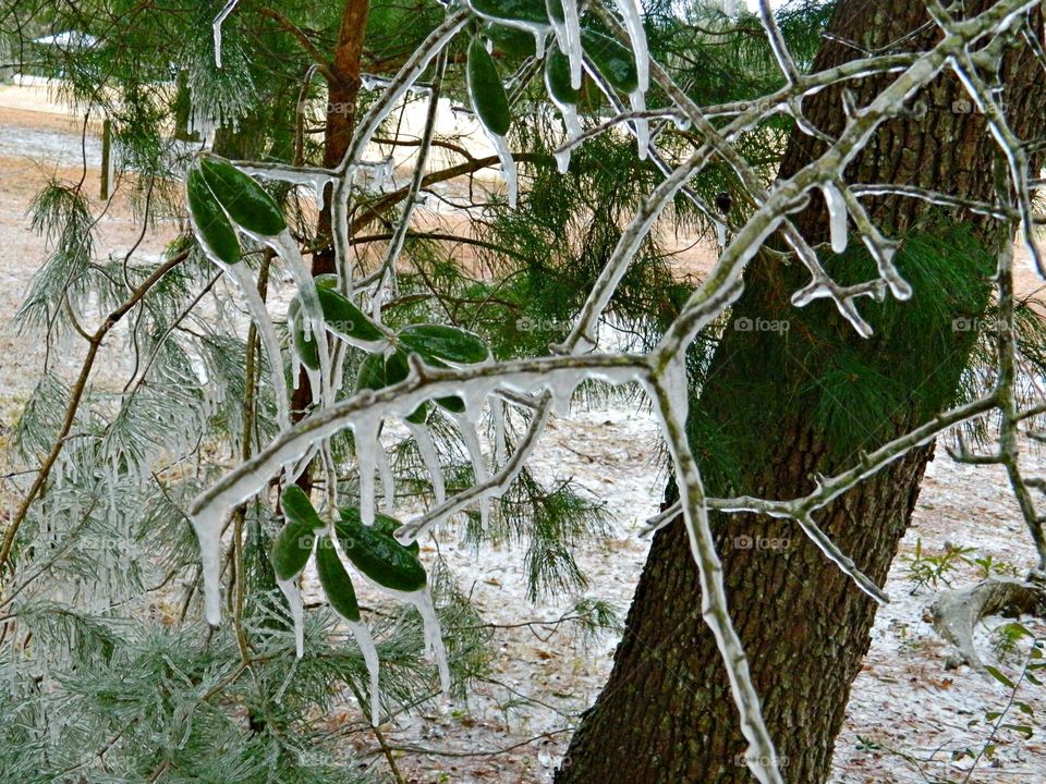 Frosty Marvels: Nature’s Icy Artistry - Surprise frost/ice - Notice a coating of ice crystals, formed by moisture in the air overnight, among other things. This ice usually forms as white ice crystals or frozen dew drops on the grounds surface