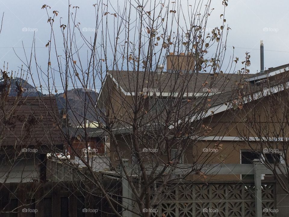 Winter in the backyard, leaves are falling off the trees! 