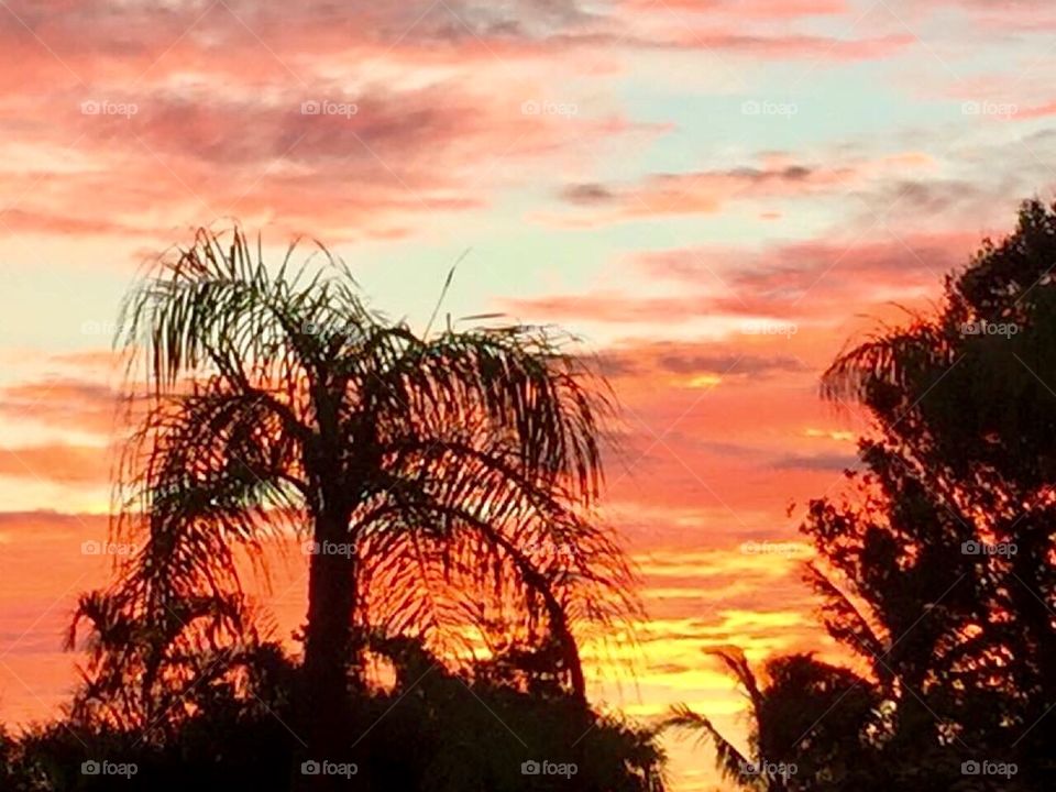 Sunset through the palm trees. Florida. 