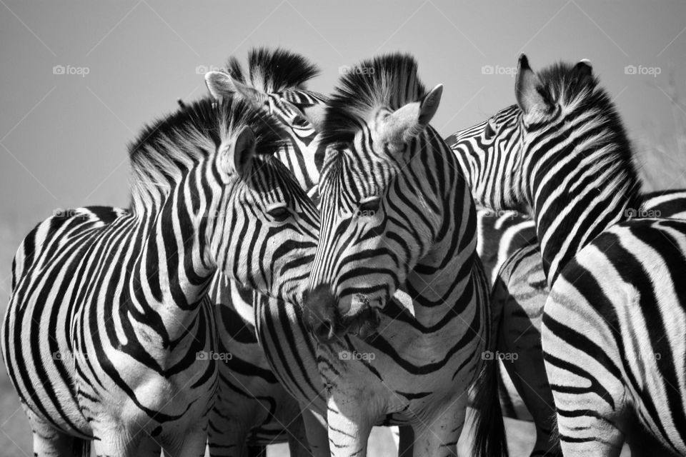 loving zebras. in black and white