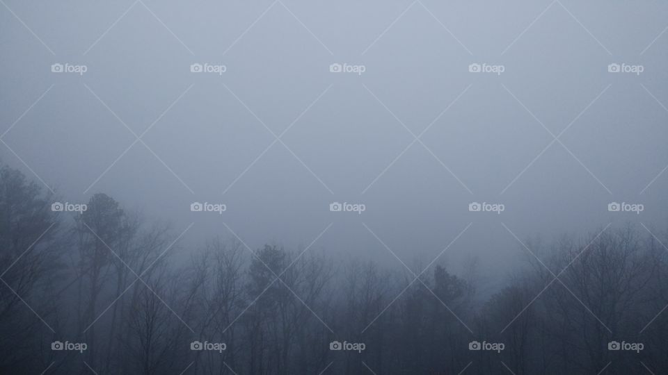 Fog & Trees